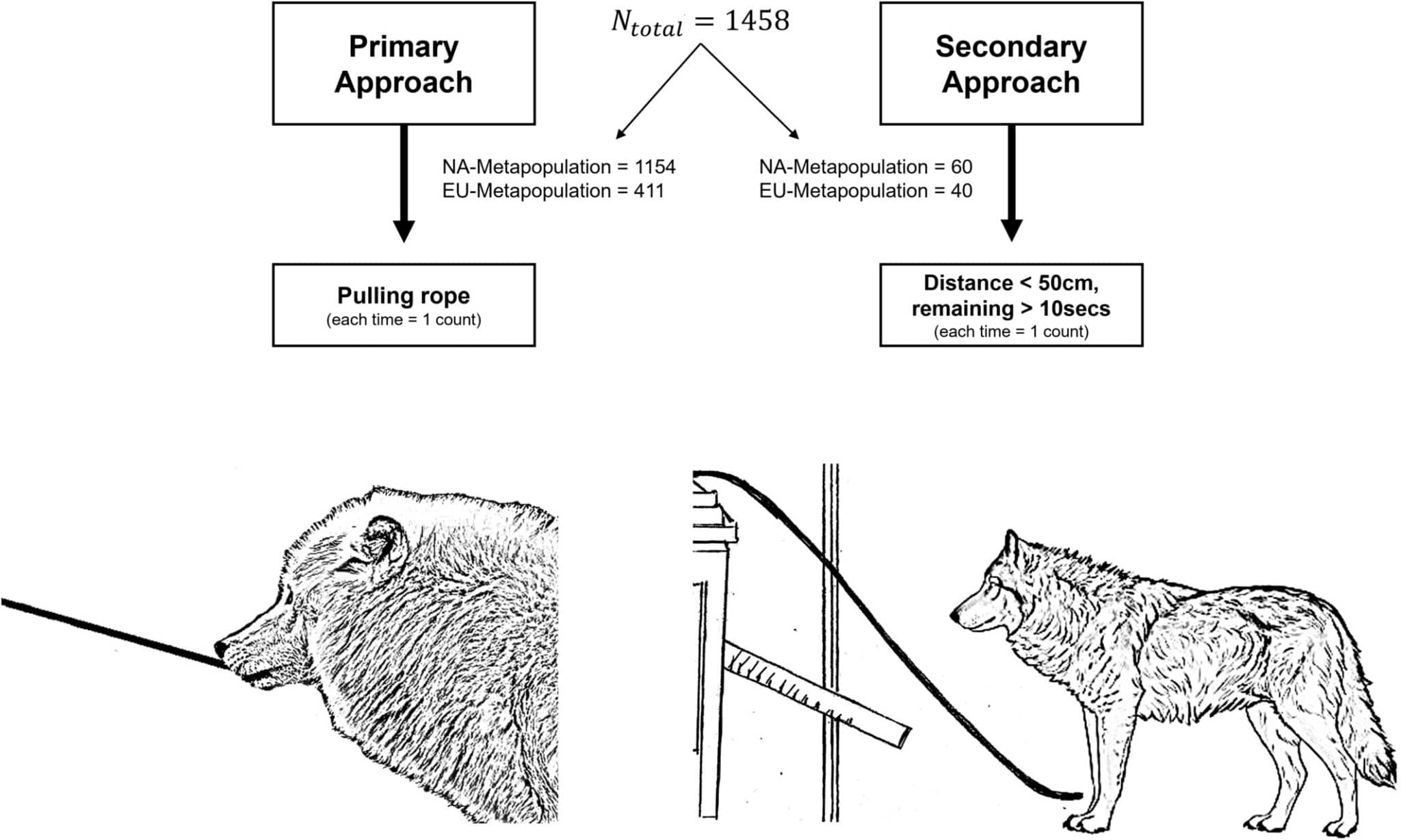 Иллюстрация экспериментальной установки, показывающая первичный и вторичный контакты. Ntotal — общее число наблюдений. К таксонам NA относятся восточный волк (Canis lupus lycaon), арктический волк (Canis lupus arctos) и гибриды с собаками. К таксонам EU — евразийский волк (Canis lupus lupus) и гибриды с собаками. Первичные подходы заключались в прямом физическом контакте, то есть в дергании за веревку или трубки, а вторичные — в близком приближении к аппарату (менее 50 сантиметров в течение минимум 10 секунд) / ©️ Ecology and Evolution, Hana Tebelmann and Udo Ganslosser.