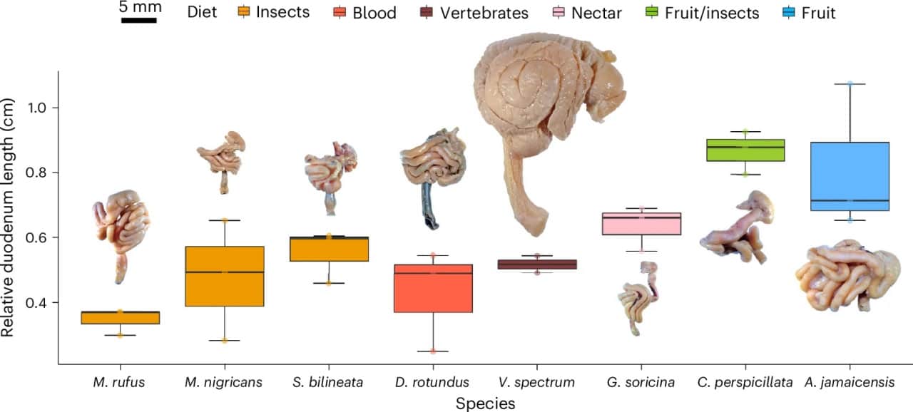 Длина двенадцатиперстной кишки по отношению к длине туловища у восьми видов летучих мышей с разным рационом питания / © Nature Ecology and Evolution (2024), Camacho, J., Bernal-Rivera, A., Peña, V. et al.