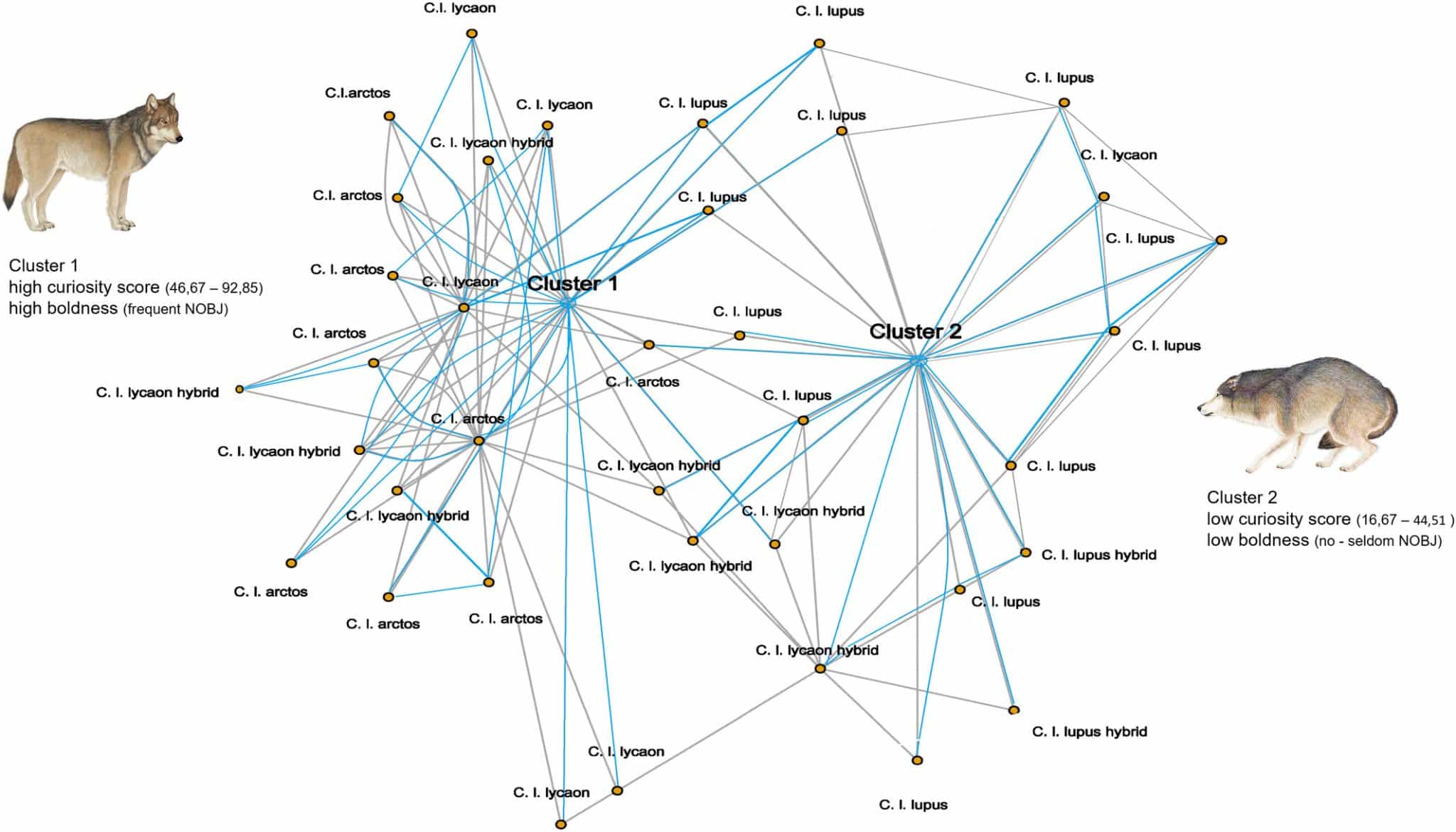 Сетевой график, показывающий, как кластеризуются индивиды по их оценкам смелого поведения (обозначено частотой взаимодействия с новыми объектами) и любопытства. Синие линии представляют значения любопытства и связи между особями внутри и между кластерами, а серые линии — значения частоты взаимодействия с новыми объектами. Сокращения видов указывают на соответствующую группу / ©️ Ecology and Evolution, Hana Tebelmann and Udo Ganslosser.