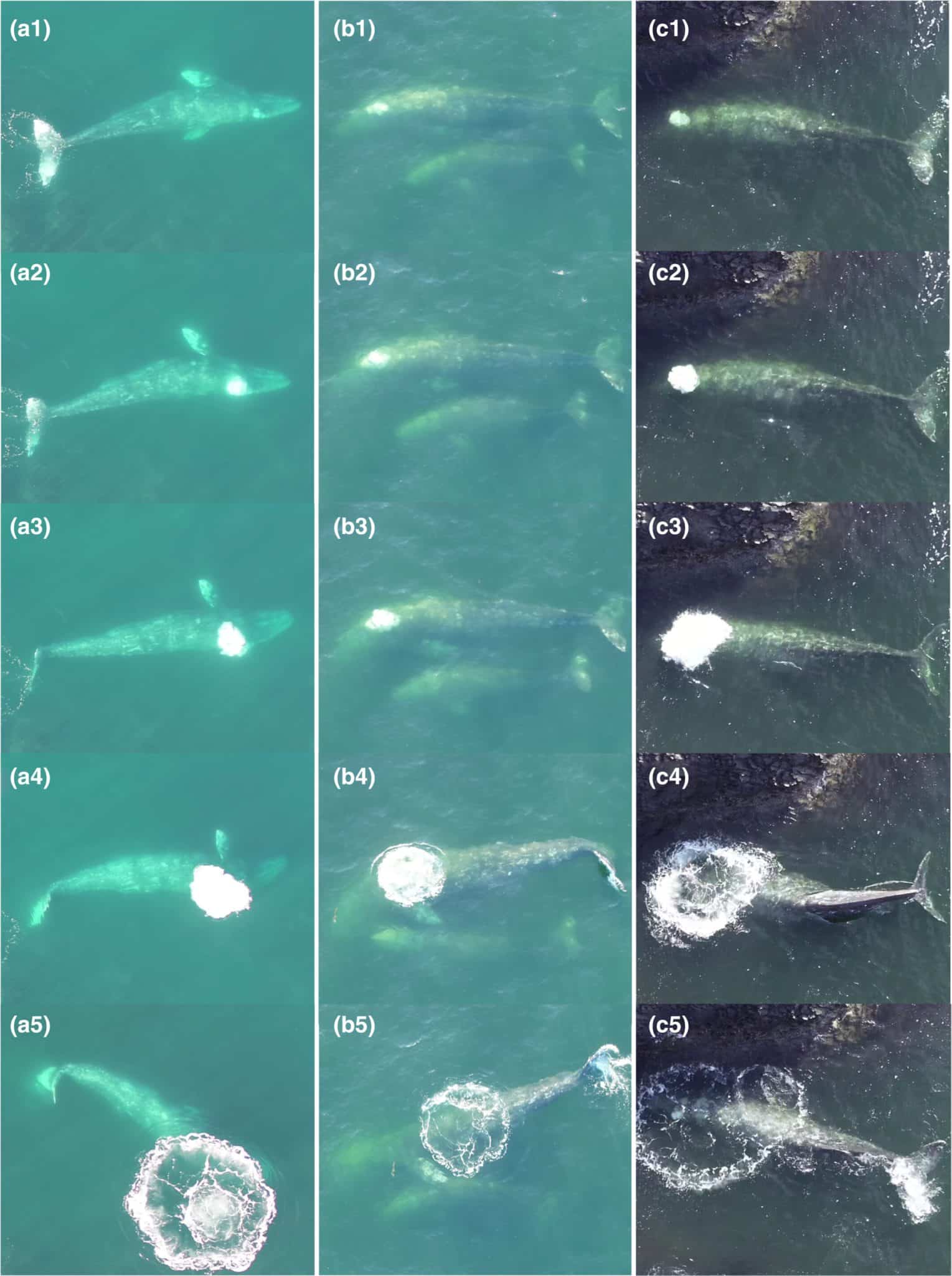 Последовательные фотографии, извлеченные из видеозаписи с дрона, на которых запечатлены взрывы пузырей, произведенные серыми китами во время «стойки на голове» (а), неподвижного плавания на боку (б), кормления под водой (в). На изображениях 1-5 в каждой панели показан взрыв пузыря от начала выдоха (1) до продолжения кормления кита после того, как пузырь рассеялся на поверхности (5) / © Ecology and Evolution, Clara N. Bird et al.