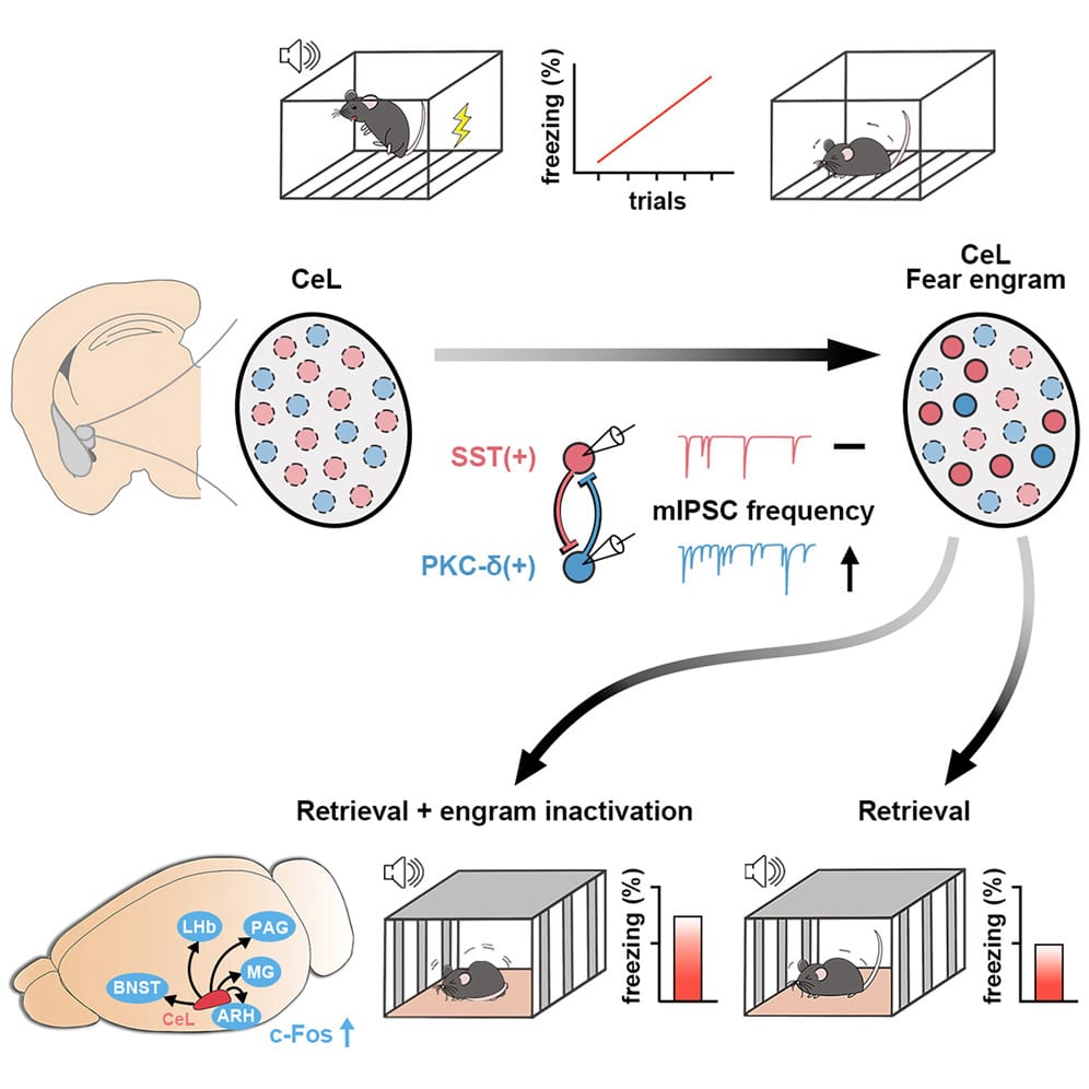 Когда в мозге мышей блокировали центральные нейроны миндалевидного тела, животные замирали в ожидании удара током на более длительное время / © Wen-Hsien Hou et al., Cell Reports