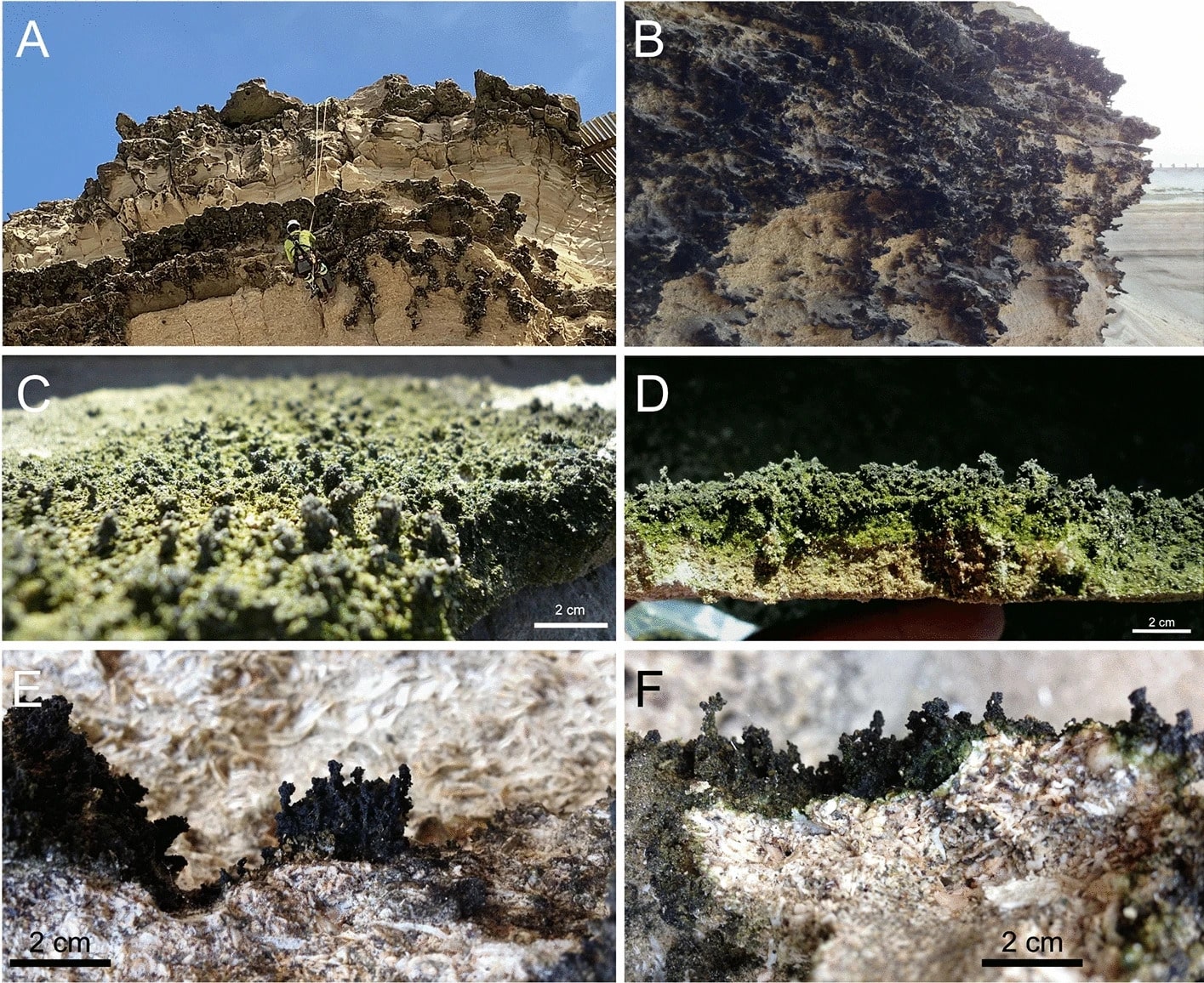 Крупный план колонизированных участков скал. (A) Вид на часть колонизированного участка во время установки датчиков влажности. (B) Более близкий вид колонизированного участка. (C-F) Подробно показаны пальцеобразные структуры, распространенные на колонизированных участках скал / © Scientific Reports, Armando Azua-Bustos et al.