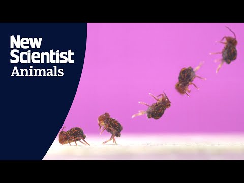 Backflipping springtails are the fastest spinners known in nature