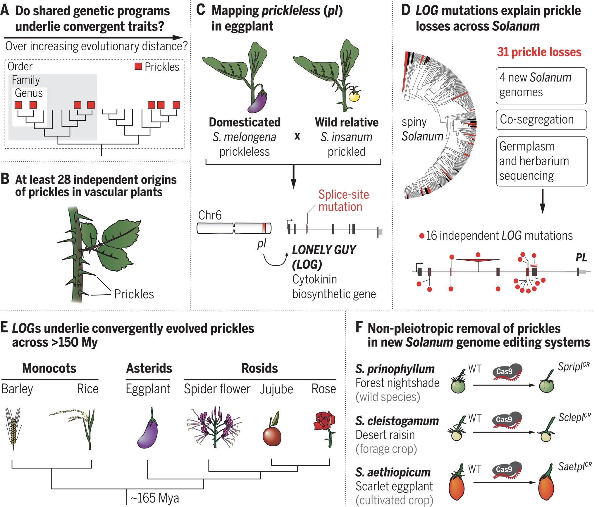 Схожие генетические механизмы развития колючек у растений. (A и B) Главный вопрос исследования (A) и независимое появление шипов у растений (B). (C – E) Картирование признака отсутствия шипов (pl) показало, что он определяется геном биосинтеза цитокинина LOG (C), гомологи которого отвечают за потерю колючек у всех видов Solanum (D), а также у других групп сосудистых растений (E). (F) Стратегия устранения колючек путем редактирования генома. Chr – хромосома; My – миллион лет; Mya – миллион лет назад; WT – дикий тип. / © James W. Satterlee et al., 2024, science.org