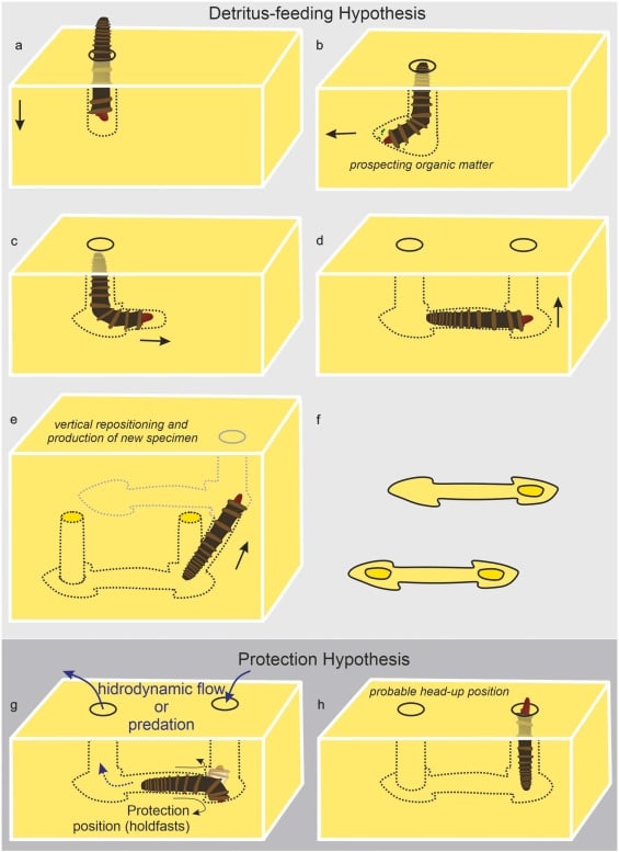 Предполагаемый образ жизни Annulitubus и его нора / © sciencedirect.com, D. Sedorko et al., 2024