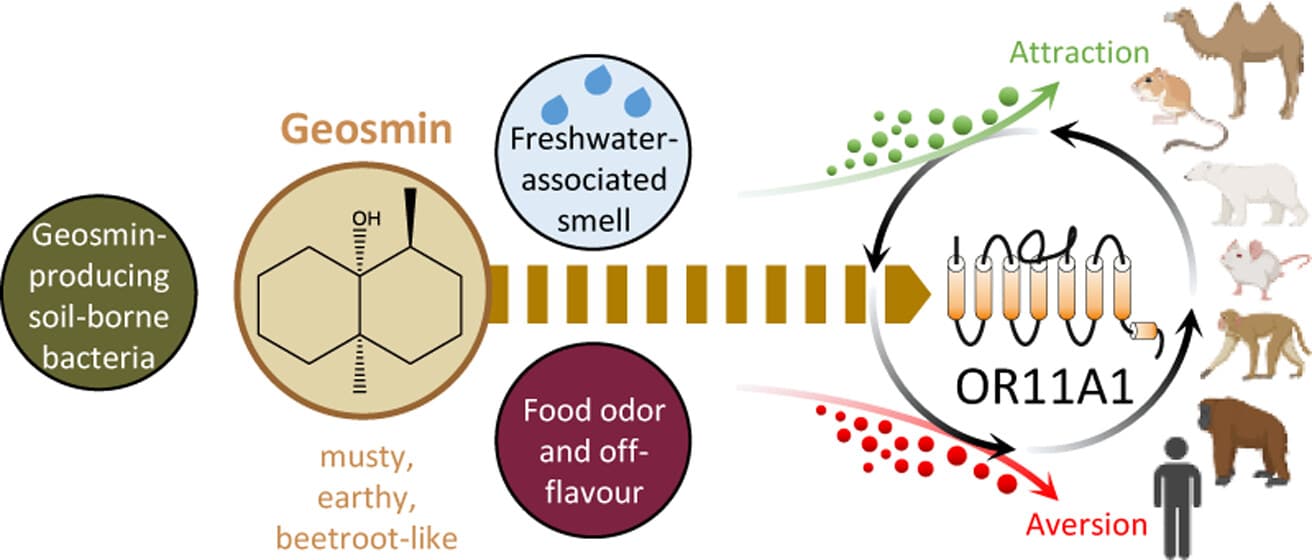 Ученые открыли обонятельные рецепторы к геосмину / © Lena Ball et al, J of Agricultural and Food Chemistry, 2024