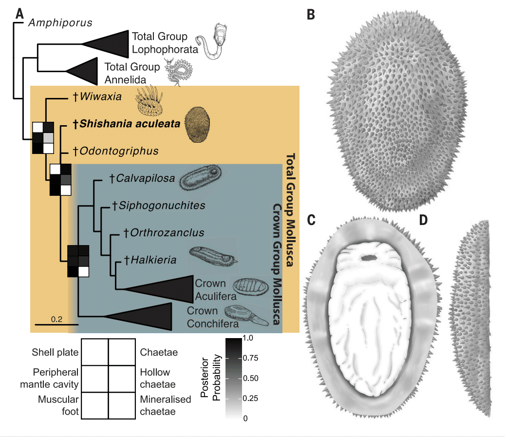 Филогенетическое положение Shishania aculeata, предковые состояния для отдельных узлов. (A) Консенсус-дерево, некоторые клады свернуты для наглядности. Сетчатые графики в узлах представляют собой апостериорные вероятности. (B-D) Реконструкция S. aculeata в дорсальном (B), латеральном (C) и вентральном видах (D); реконструкция ротовой области является предположительной / © Science, Guangxu Zhang et al.
