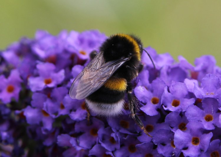 Bombus terrestris. Фото Юлии Колосовой