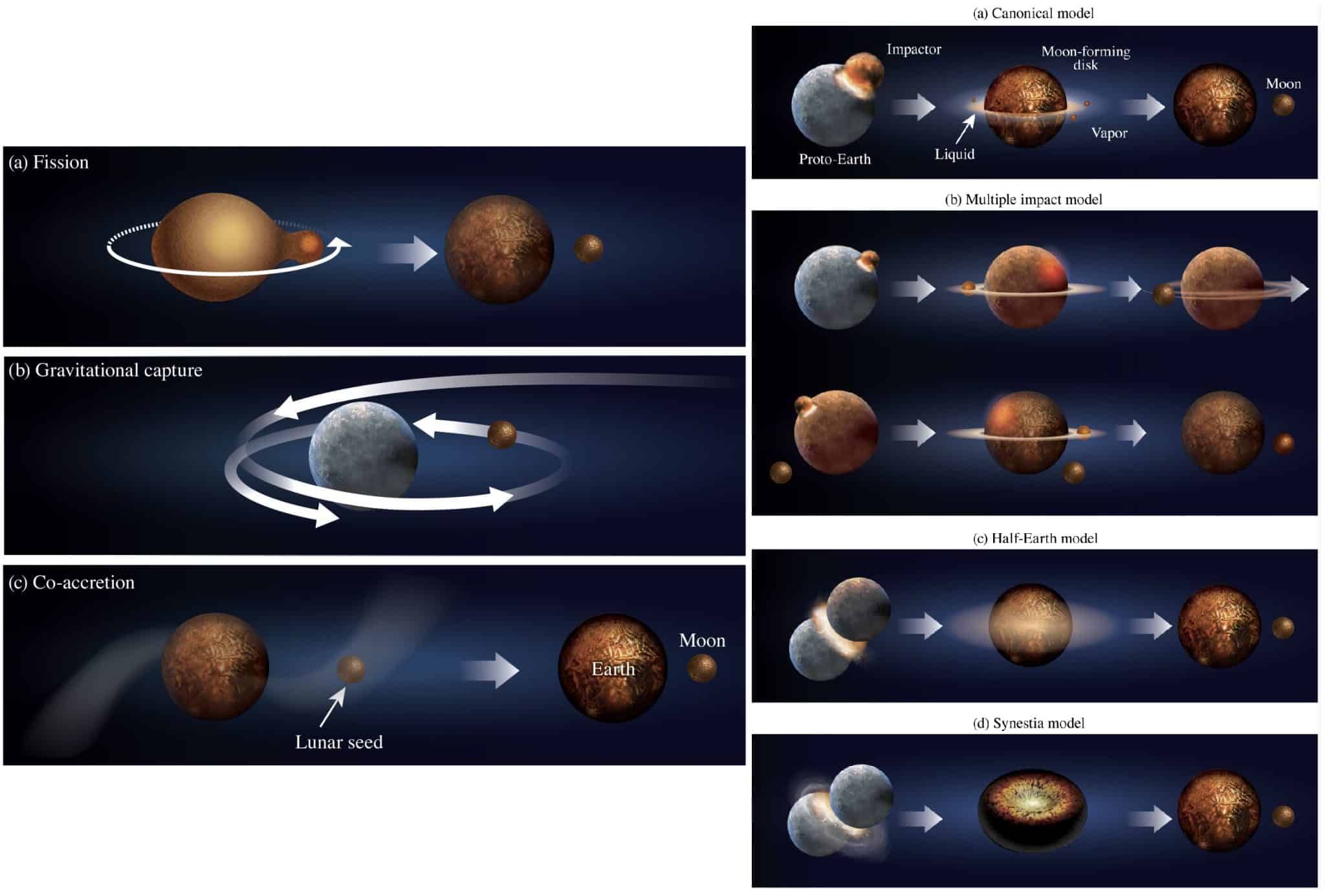 Разные модели формирования Луны. Слева — исторические: (а) при чрезвычайно быстром вращении молодой Земли, (b) Луна — захваченный астероид, (c) Земля и спутник образовались вместе из протопланетного диска. Справа — разные гипотезы столкновения: (a) классическая с испарением летучих веществ из образовавшихся обломков до формирования Луны, (b) множественные столкновения, (c) Луна образовалась из остатков столкновения двух «полу-Земель», (d) в столкновении двух полу-Земель образовался «пончик» материи, из которого сформировались Земля и Луна / © Paolo A. Sossi et al. arXiv:2408.16840 (2024)