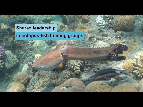 Shared leadership in octopus-fish hunting groups