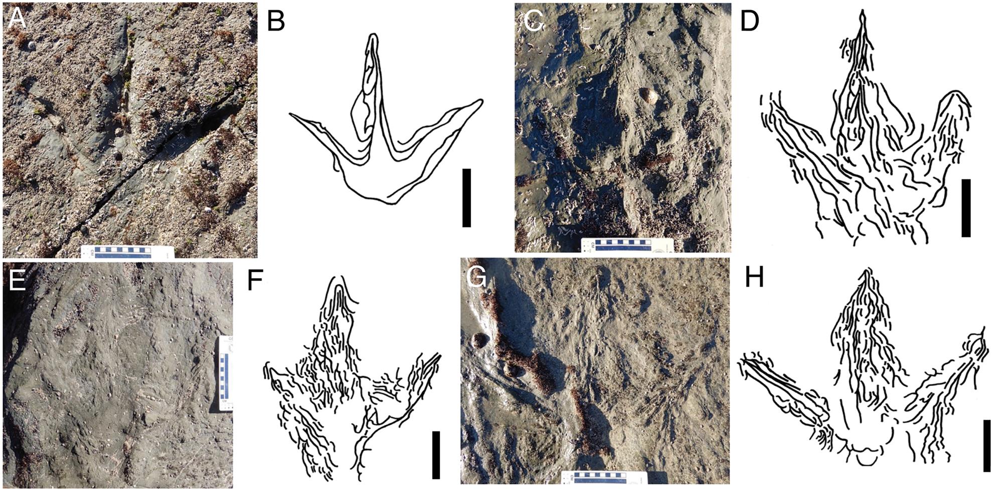Различная степень сохранности следов крупных трехпалых динозавров в местонахождении Eagles Nest (Орлиное Гнездо). A) Фото и (B) линейный рисунок в виде вогнутого отпечатка в мелкозернистом песчанике: C) Фото и (D) линейный рисунок в виде выпуклого отпечатка в мелкозернистом песчанике. E, F) Частично вогнутый и выпуклый отпечаток: E, фото и F, линейный рисунок. G) Фото и (H) линейный рисунок сохранившегося как частично вогнутого и выпуклого отпечатка / © Anthony J. Martin et al.