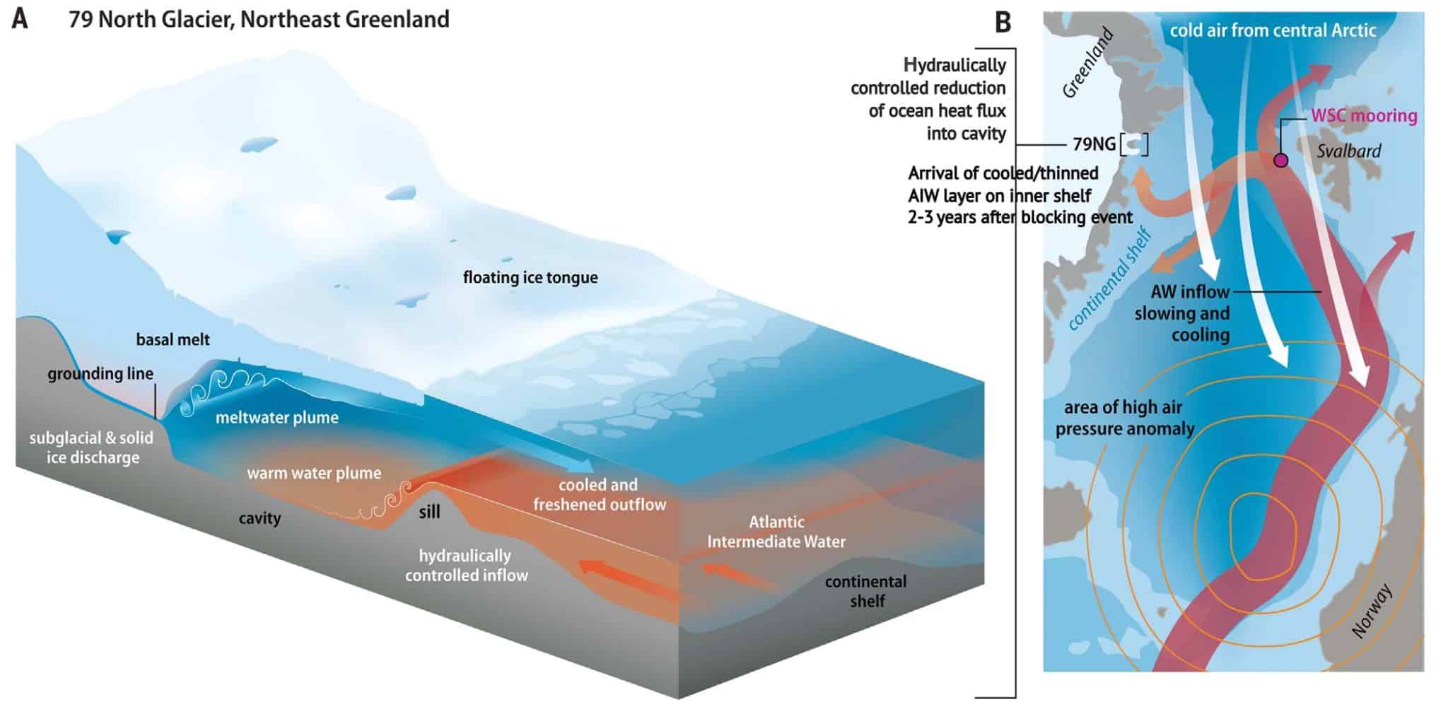 Схема взаимодействия льда и океана на примере «79N» и связь с региональной циркуляцией. (A) Циркуляция в полости ледника и взаимодействие океана и ледника. Приток арктических промежуточных вод под языком ледника ограничивается порогом посредством гидравлического контроля, определяемого условиями этих вод выше по течению на северо-восточном шельфе Гренландии. Вниз по течению от порога в полость поступает тепло, которое растапливает ледник снизу. Потеря тепла в результате таяния приводит к образованию шлейфа талой воды и выходу более холодных вод на поверхность. (B) Краткое описание предполагаемого атмосферного и океанического воздействия, которое приводит к аномальному охлаждению атлантических вод. Блокировки в Европе создают атмосферные условия, которые замедляют северное течение в Атлантике в сторону Арктики и усиливают поверхностные потоки тепла выше по течению, что понижает температуру атлантических вод. Температурные аномалии в проливе Фрама затем рециркулируют на запад к северо-восточному шельфу Гренландии и ледник «79N», где в результате более холодный и тонкий приток промежуточных вод пересекает порог под языком льда в период от 2 до 3 лет после события блокирования / © Science, Rebecca Adam McPherson et al.