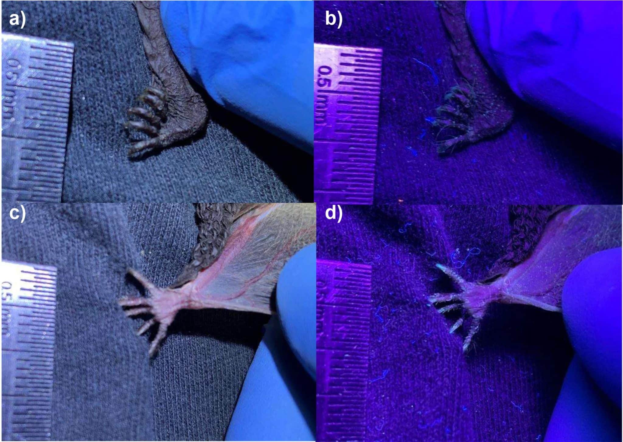 Лапы особи Myotis velifer из Мильпа-Альта: (a) вид со спины, белый свет; (b) вид со спины, ультрафиолетовый свет; (c) вид спереди, белый свет; (d) вид спереди, ультрафиолетовый свет. Можно убедиться, что светящихся щетинок, какие есть на лапках T.brasiliensis не наблюдаются. Масштаб в миллиметрах / ©️ Mammalian Biology, Fernando Gual-Suárez et al.