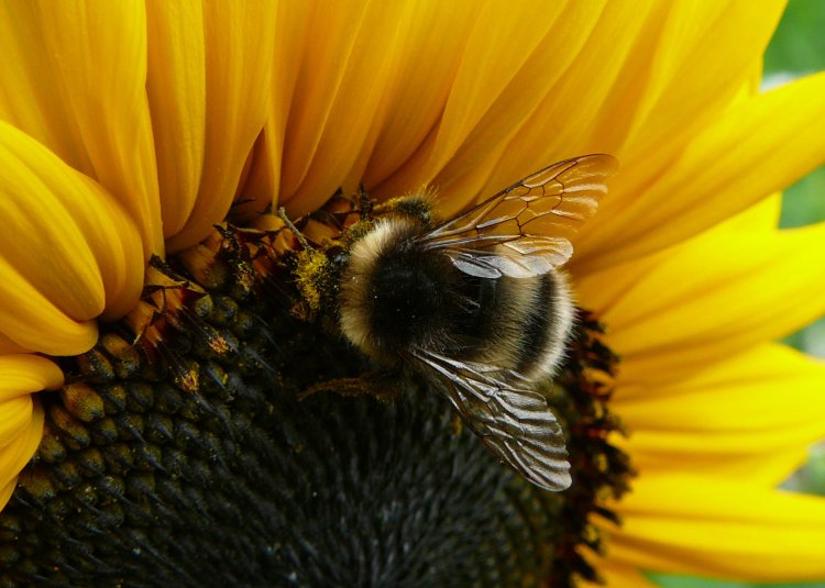 Bombus cryptarum. Фото Григория Потапова