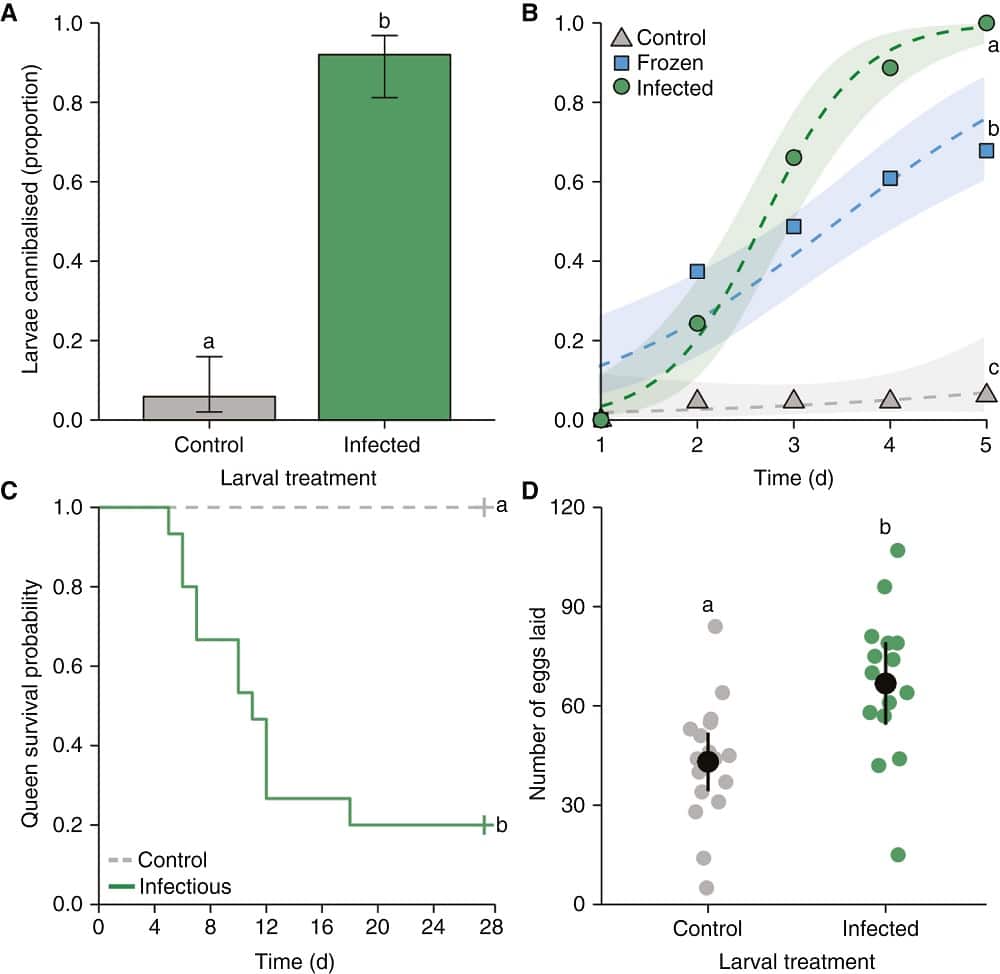 Матки по-разному вели себя с инфицированными, но не заразными, потенциально заразными и здоровыми личинками / © Flynn Bizzell et al., Current Biology