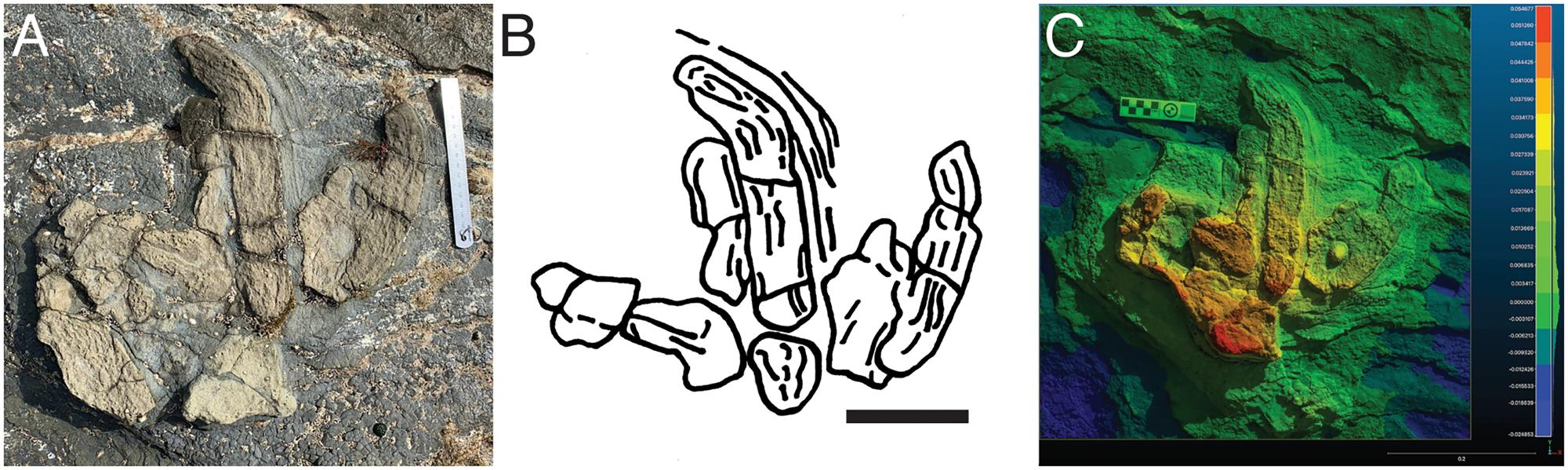 Образец трехпалого следа с необычной сохранностью и морфологией. A) Фото и (B) линейный рисунок сохранившегося в виде позитивно-рельефного отпечатка с частичным сохранением левого латерального пальца и полным выражением центрального и правого пальцев, оба изогнуты дистально влево. Фотография сделана в феврале 2021 года. C) Фотограмметрическая модель образца, основанная на цифровых фотографиях слепка / © Anthony J. Martin et al.
