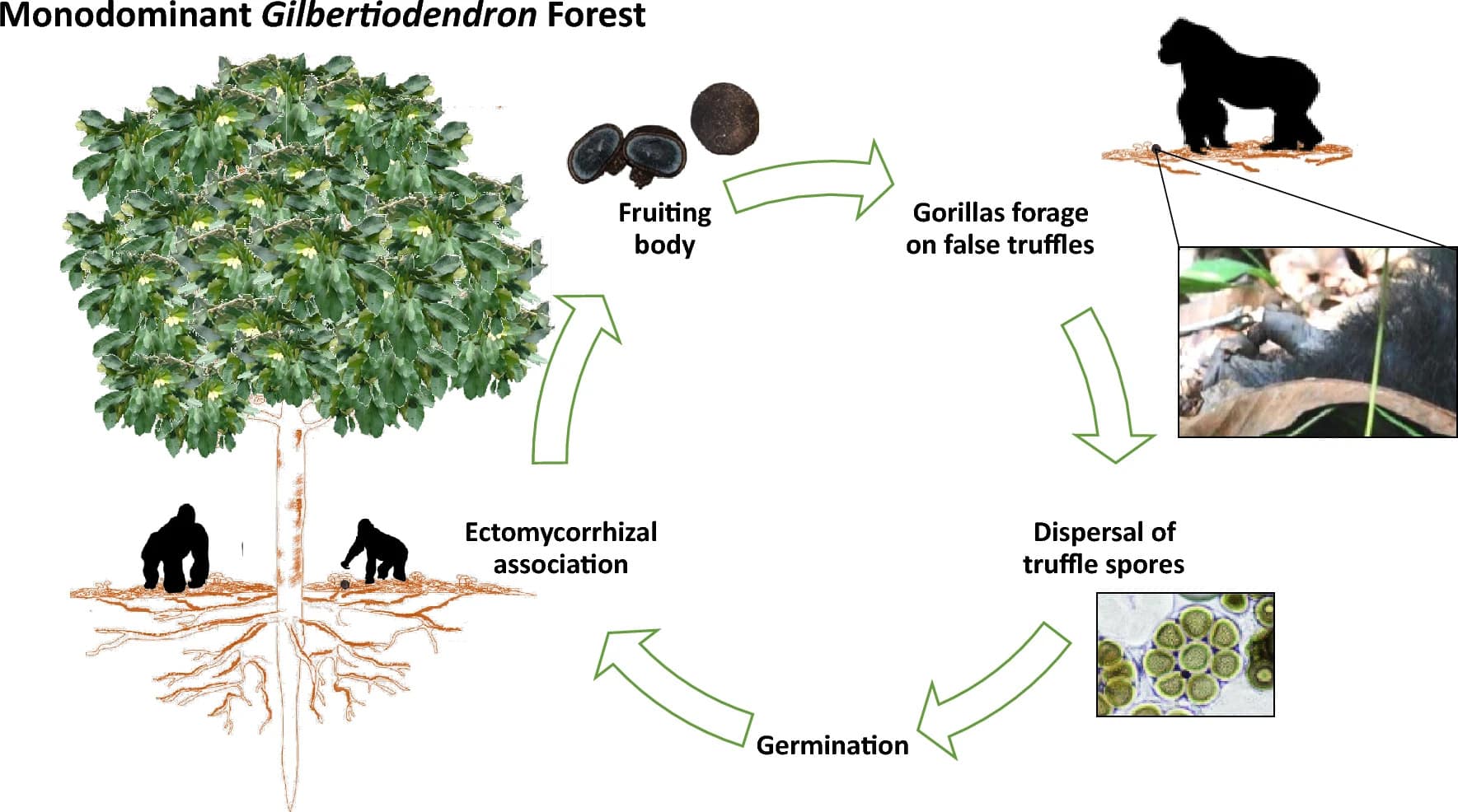 Симбиотический жизненный цикл гриба Elaphomyces labyrinthinus. Трюфели — это подземные грибы, образующие симбиоз с растениями. В данном случае западные равнинные гориллы помогают в распространении оленьих трюфелей / © Primates, Gaston Abea et al., 2024