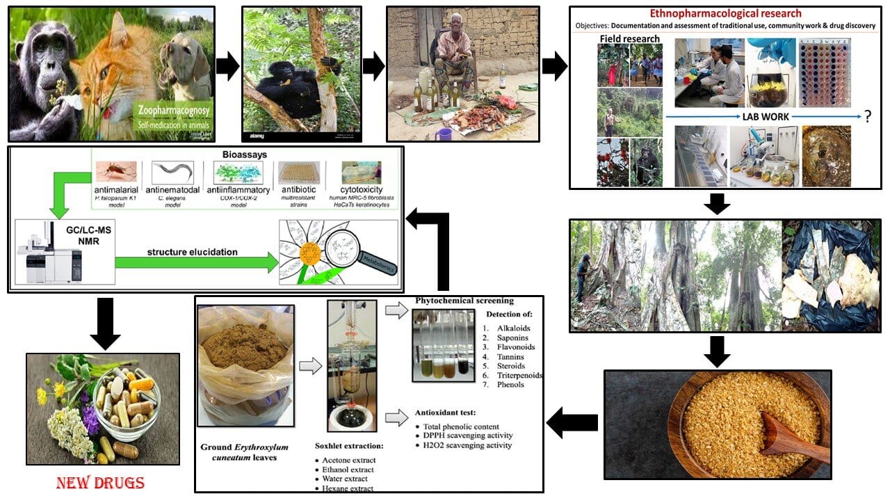 Графическая схема проведенного исследования / © Yinda et al., PLOS One