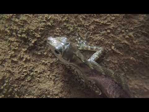 Water anole underwater breathing