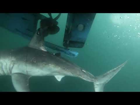 Large sharks may be hunting each other – and scientists know because of a swallowed tracking tag