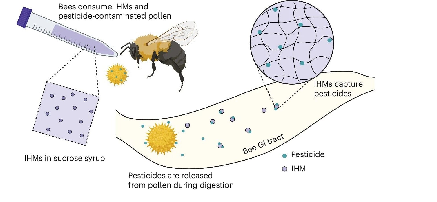 Схема работы микрогеля / © Nature Sustainability