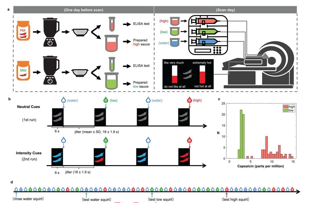 Участники эксперимента пробовали разные по остроте соусы, перед этим получая подсказки / © Yi Luo et al., PLOS Biology