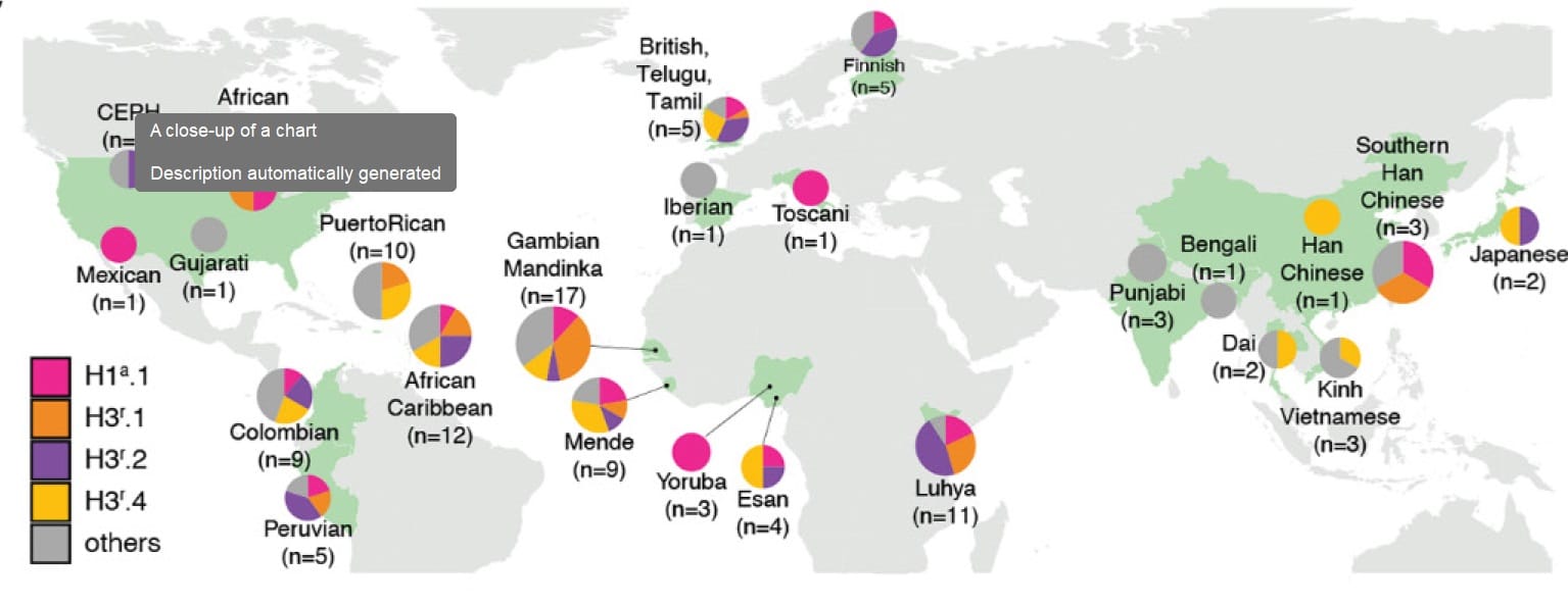 Распределение наиболее типичных гаплотипов амилазы в образцах из 26 человеческих популяций / © F. Yilmaz et al., Science 10.1126/science.adn0609 (2024)