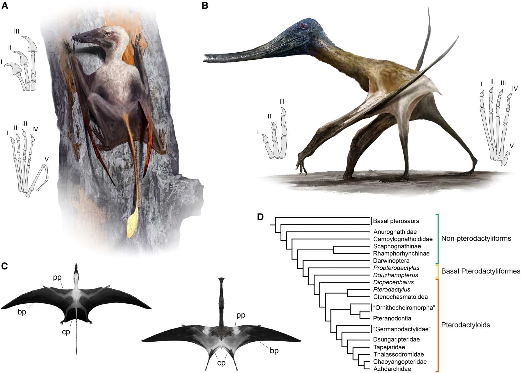 Сравнение анатомических различий между нептеродактиломорфами и птеродактиломорфными птерозаврами. (A) Палеоарт-реконструкция Scaphognathus crassirostris (верхний юрский период), лазающего по дереву. (B) Палеоарт-реконструкция Balaenognathus maeuseri (верхний юрский период), шагающего по земле. (C) Реконструкции Scaphognathus (слева) и Balaenognathus (справа) в спинной проекции с указанием основных поверхностей полета. (D) Упрощенная филогения птерозавров с указанием основных таксономических групп, использованных в данном исследовании / © Current Biology, Robert S.H. Smyth et al.