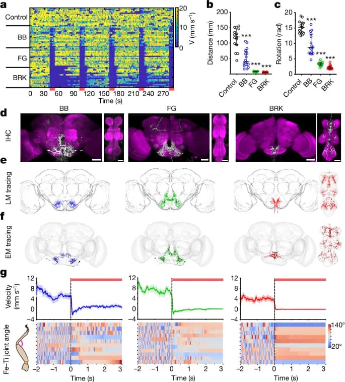 Локализация нейронов, которые тормозят движение у дрозофилы / © Nature.com, Neha Sapkal et al., 2024