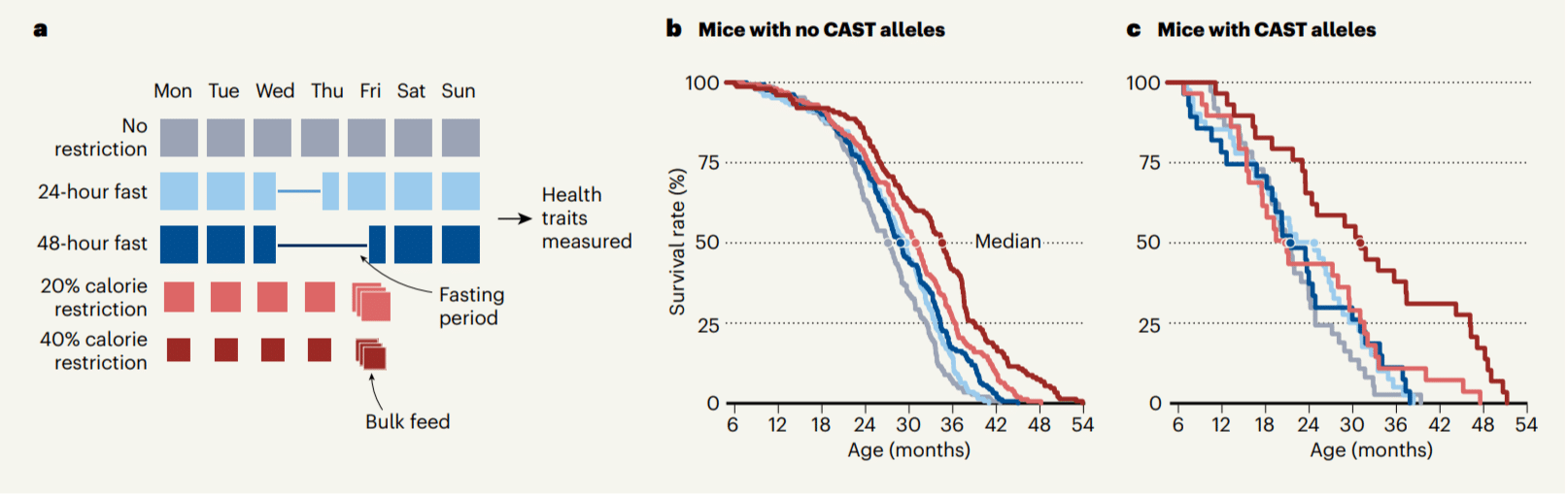 Графики показывают наследственный характер долголетия. Продолжительность жизни лабораторных мышей линии CAST (c) меньше, чем у мышей без аллелей CAST (b) / © Nicholas J. Schork, Nature, 2024