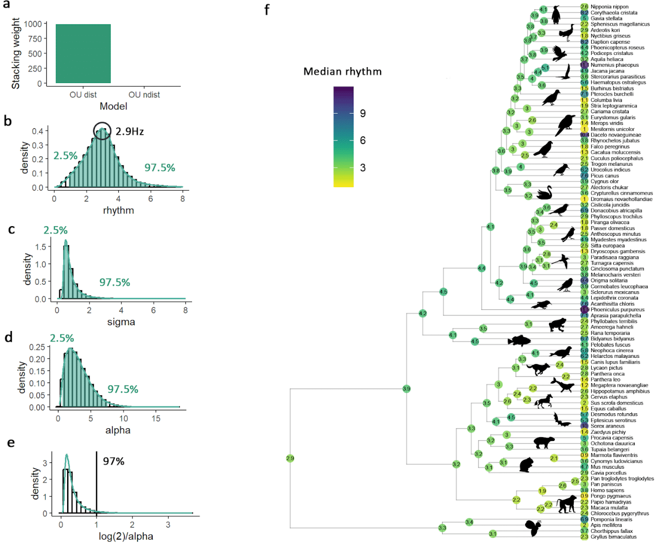 Филогенетическое моделирование. A) Вес стекинга моделей распределения процесс Орнштейна-Уленбека (OU) и броуновского движения (BM). B) Постреляционное распределение ритма в модели распределения OU. c) Постреляционное распределение масштаба процесса дрейфа. d) Постреляционное распределение силы отбора. e) Постреляционное распределение филогенетического периода полураспада. f) Визуализация реконструированных медианных постреляционных значений с помощью консенсусного дерева максимальной достоверности кладов / © bioRxiv, Theophane Piette et al.