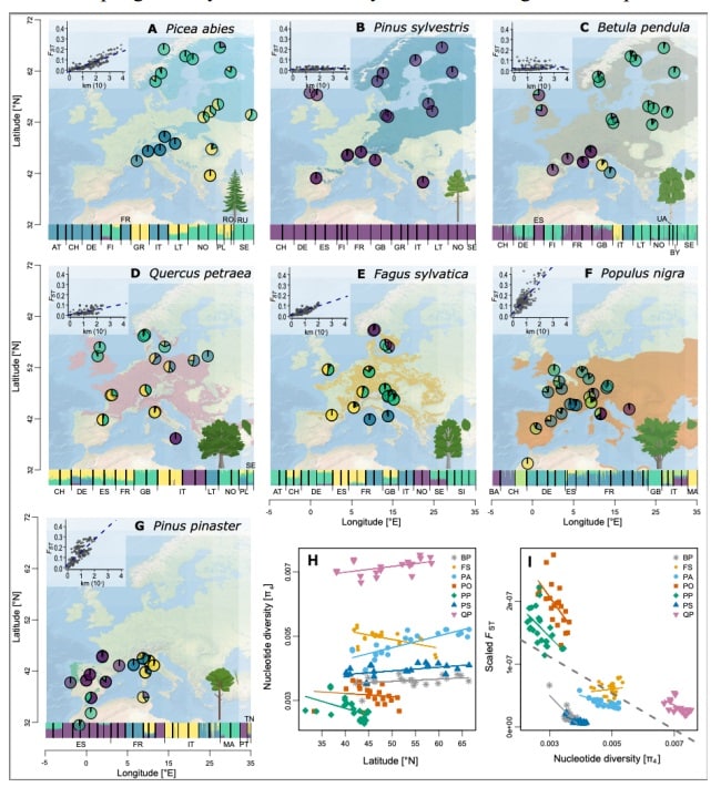 На круговых диаграммах показан средний коэффициент смешения в популяции, снизу на стоблцовых диаграммах – для всех деревьев. На картах даны области распространения каждого вида, на врезках — степень изоляции по расстоянию, графики H, I показывают генетическое разнообразие и модели расхождения / © Pascal Milesi et al, 2024