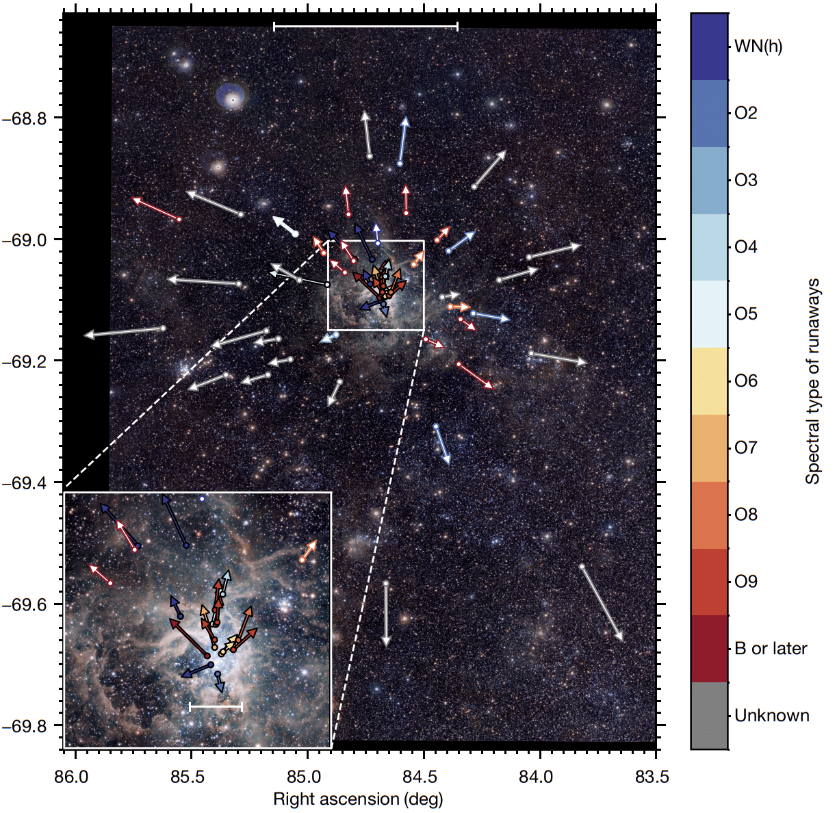 Убегающие звезды R136. Цветом обозначен спектральный тип каждой звезды. Длина стрелки пропорциональна скорости удаления от скопления. Цвет окантовки стрелки указывает время «вылета» из скопления. Черным отмечены те, что начали движение менее миллиона лет назад, белым — более миллиона лет назад / © Mitchel Stoop et al, Nature (2024)