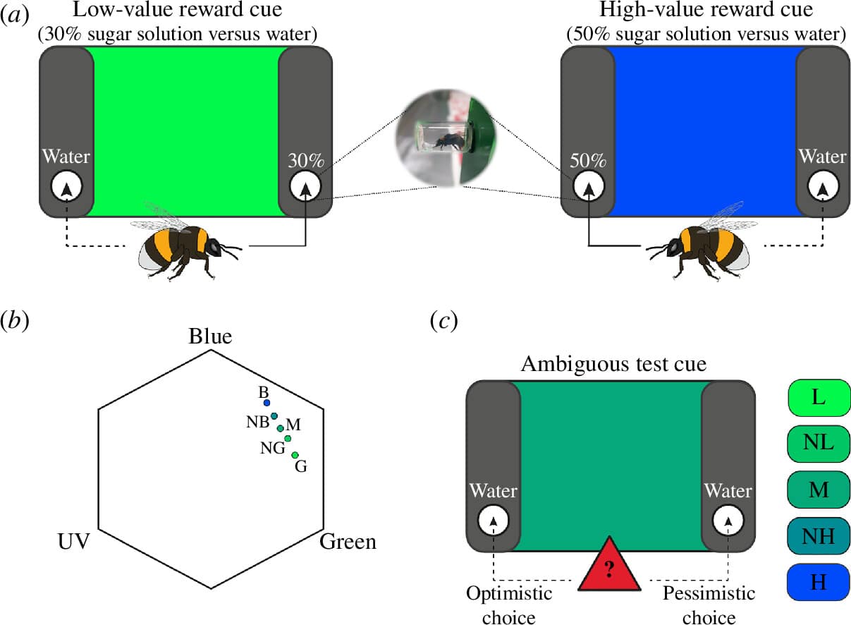 После стресса шмели стали чаще интерпретировать неясный цветовой стимул как сигнал о менее сладком вознаграждении / © Olga Procenko et al., Proceedings of the Royal Society B