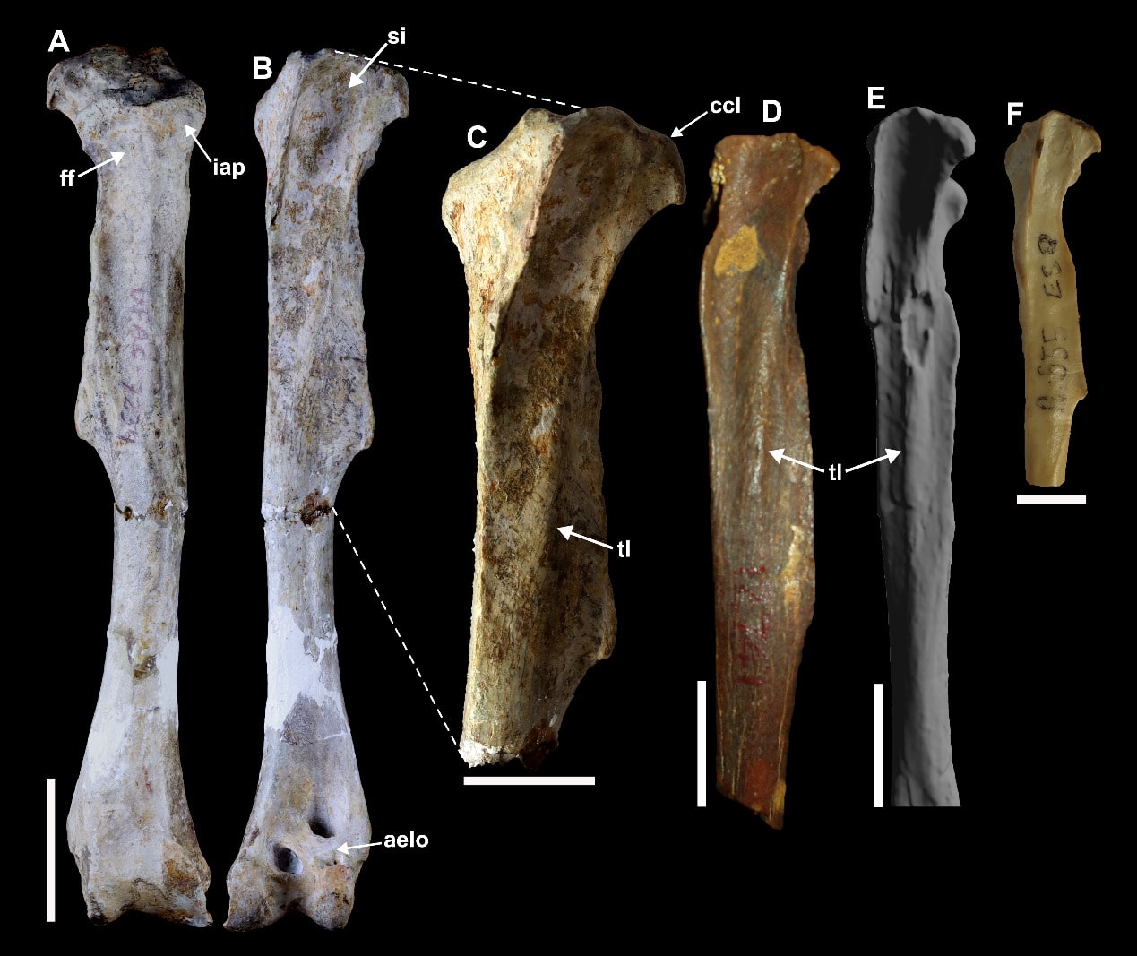 Левые тибиотарзусы Anhingidae. (A, B) Macranhinga ranzii, в каудальном и краниальном видах соответственно. (C-F) Часть диафиза в краниальном виде у Ma. ranzii, Ma. paranensis, Ma. fraileyi и Anhinga anhinga соответственно. Масштабные линейки: 30 миллиметров (A, B); 20 миллиметров (C-E); 10 миллиметров (F) / © Palaeoworld, Edson Guilherme et al.