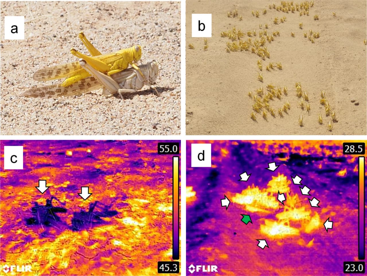 Фотографии и тепловизионные снимки саранчи, сделанные во время наблюдений за размножающимися насекомыми / © Koutaro Ould Maeno et al., Ecology