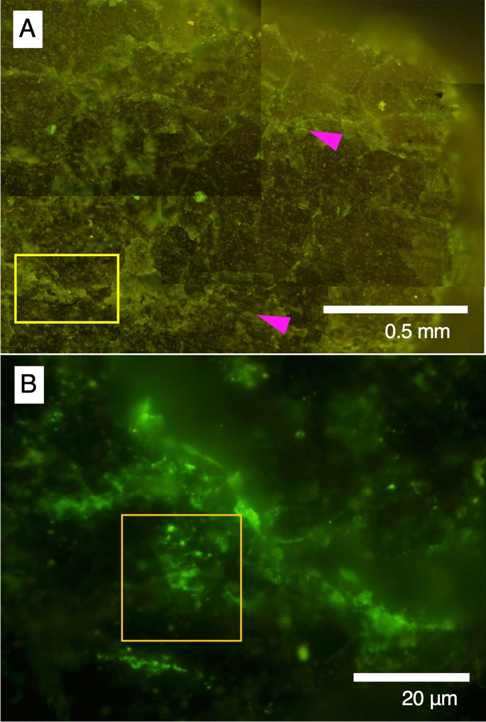 Визуализация микробных клеток после окрашивания. (A) Флуоресцентно-микроскопические изображения большой области из среза, выделенной оранжевым прямоугольником и (B) маленькой области, выделенной желтым прямоугольником / ©️ Microbial Ecology, Yohey Suzuki et al.