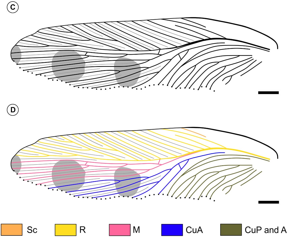  С — сохранившиеся жилки передних крыльев и расположение цветового рисунка. D — интерпретационный эскиз крыльев найденного образца с цветовым обозначением систем жилкования. Все масштабные линейки составляют один миллиметр / © Papers in Palaeontology, Emily J. Swaby.