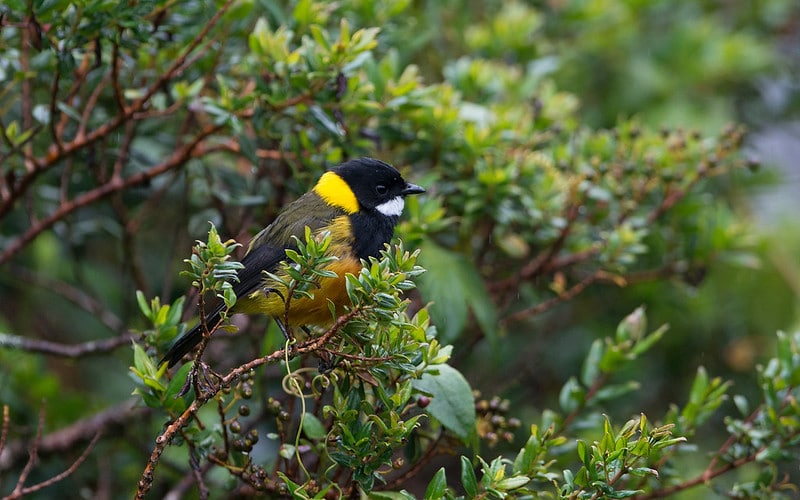 Pachycephala schlegelii / © thierry.nogaro