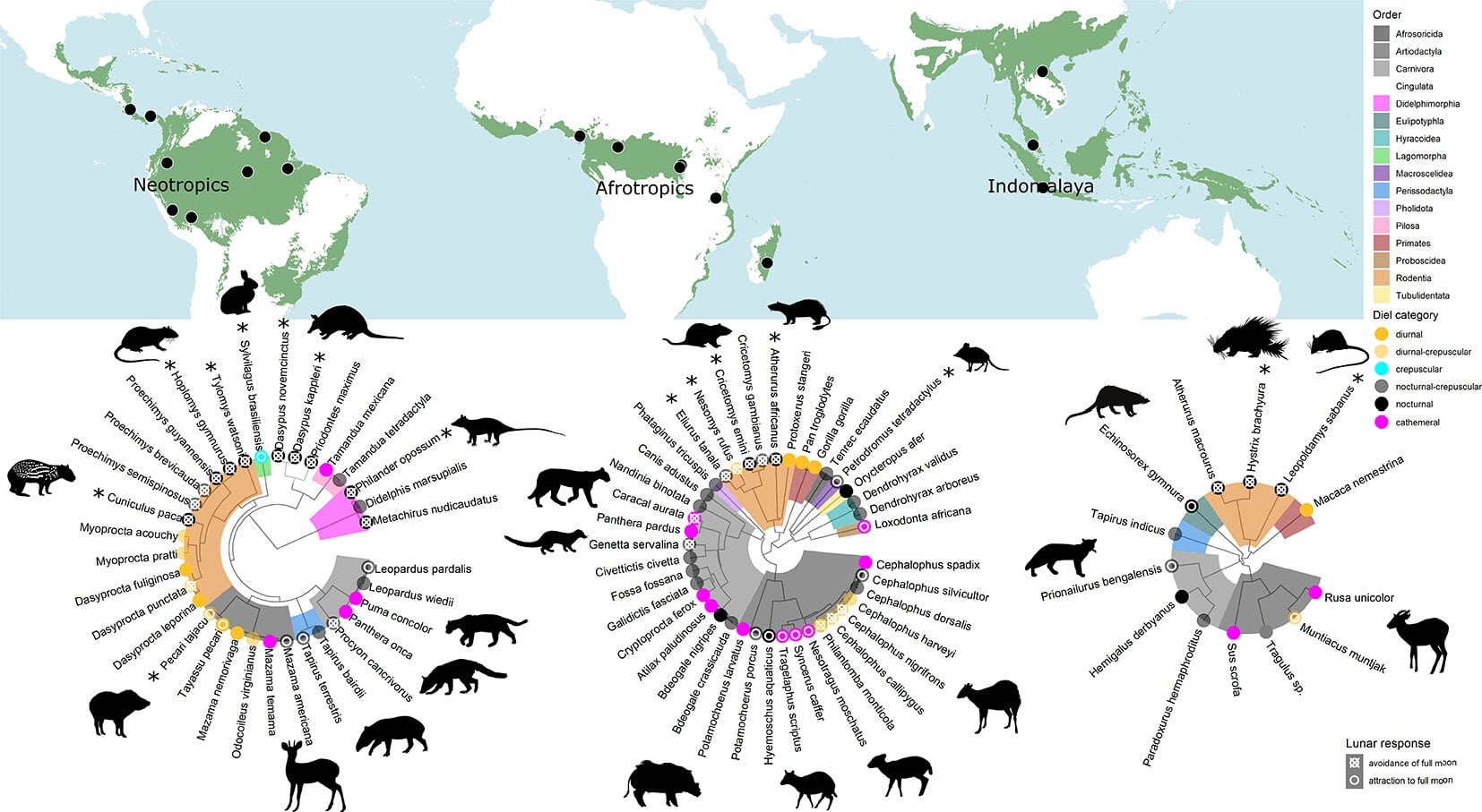 Филогенетические деревья млекопитающих тропических лесов. На карте показано распределение тропических влажных широколиственных лесов (зеленые области) и расположение районов исследования (черные точки). Лунные реакции показаны для видов, которые демонстрировали активность, свидетельствующую об избегании Луны или о лунофилии. Звездочкой отмечены виды, проявляющие лунофобию или лунофилию. Среди видов, страдающих лунофобией, преобладали грызуны, особенно ночные, а также броненосцы и опоссумы / © Proceedings of the Royal Society B: Biological Sciences, Richard Bischof.