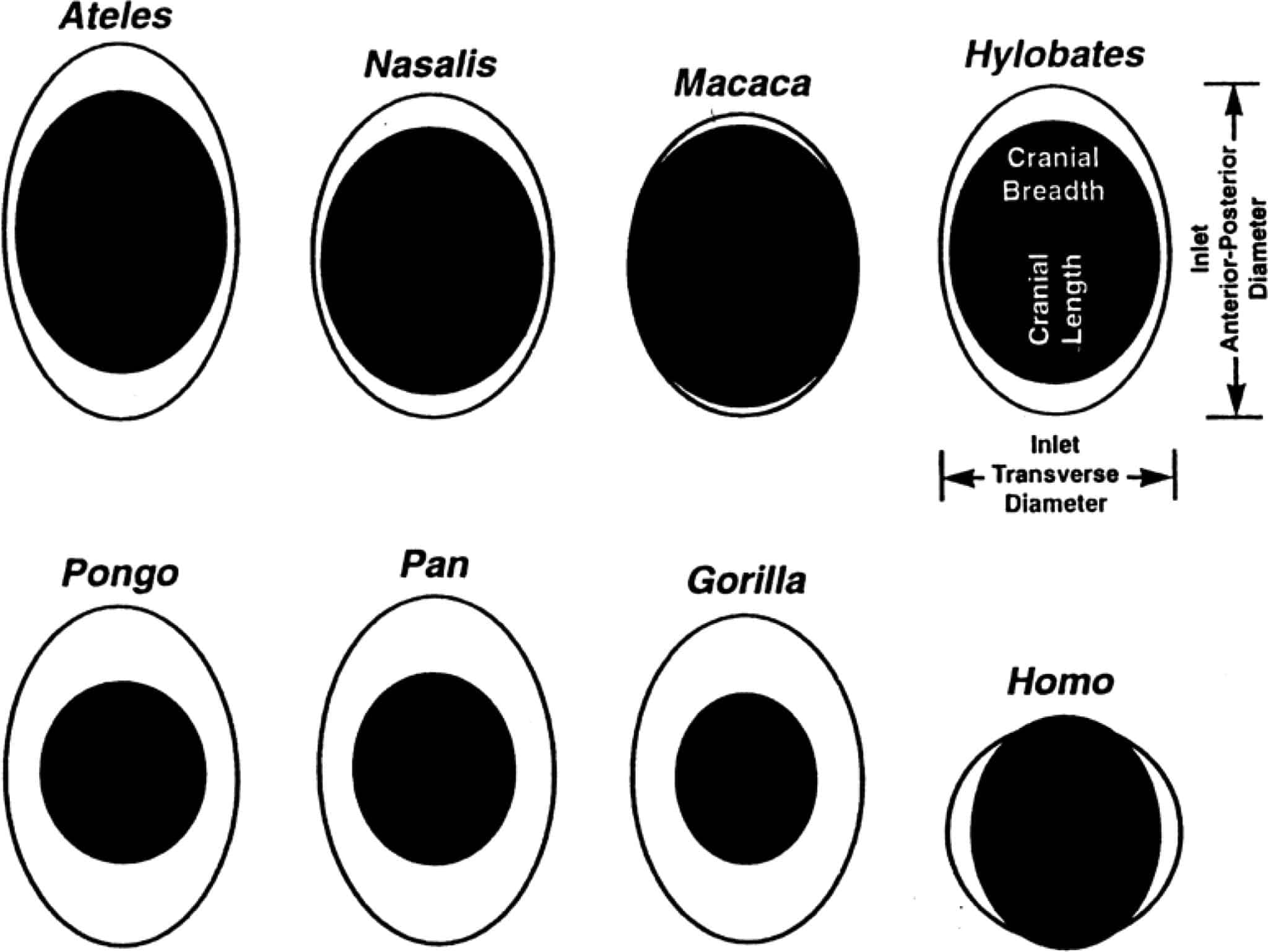 Сравнение размера головки плода (черный овал) относительно размера материнского родового канала (тазовое отверстие, белый овал) в момент рождения у человека (Homo), гориллы (Gorilla), шимпанзе (Pan), орангутана (Pongo), паукообразных обезьян (Ateles), носачей (Nasalis), макак (Macaca) и гиббонов (Hylobates). Для сравнения родовые каналы имеют одинаковую медиолатеральную ширину / © Proceedings of the National Academy of Sciences, Katharina E. Pink et al.