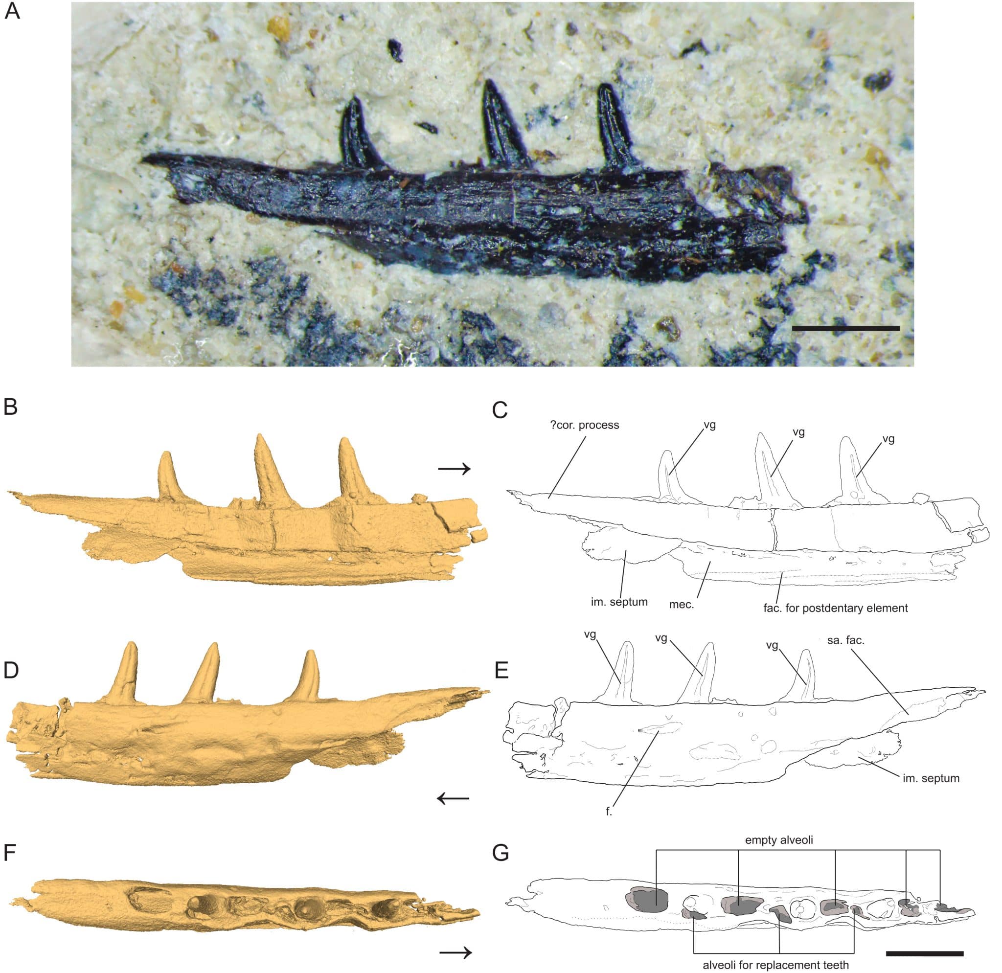 (A) Фотография фрагмента челюсти с зубами Microzemiotes sonselaensis, (B, C) трехмерная модель и линейный рисунок зубного ряда со стороны языка, (D, E) вид снаружи, (F, G) вид сверху. Масштабная линейка равна одному миллиметру, стрелка указывает на передний край / © PeerJ, Helen E. Burch et al.