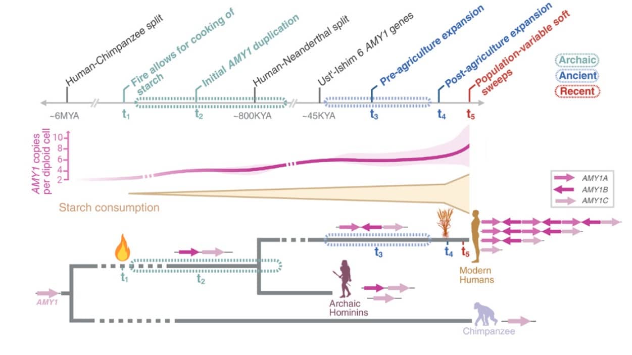 Эволюционная модель гена амилазы у человека / © F. Yilmaz et al., Science 10.1126/science.adn0609 (2024)