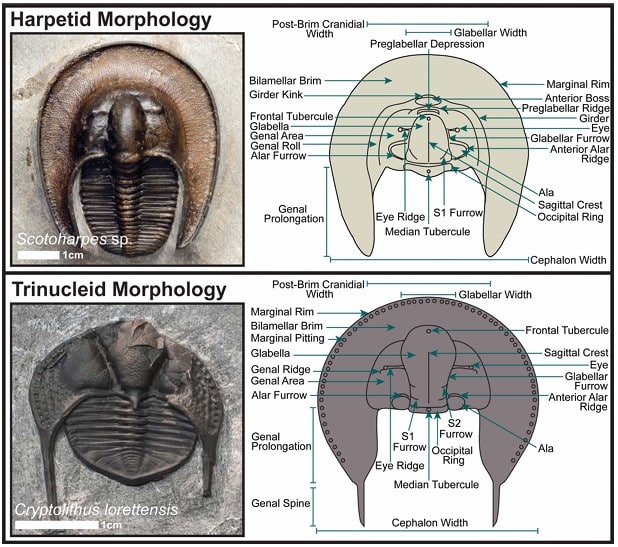 Морфология двух изученных групп трилобитов / © www.cambridge.org, James D. Beech et al., 2024