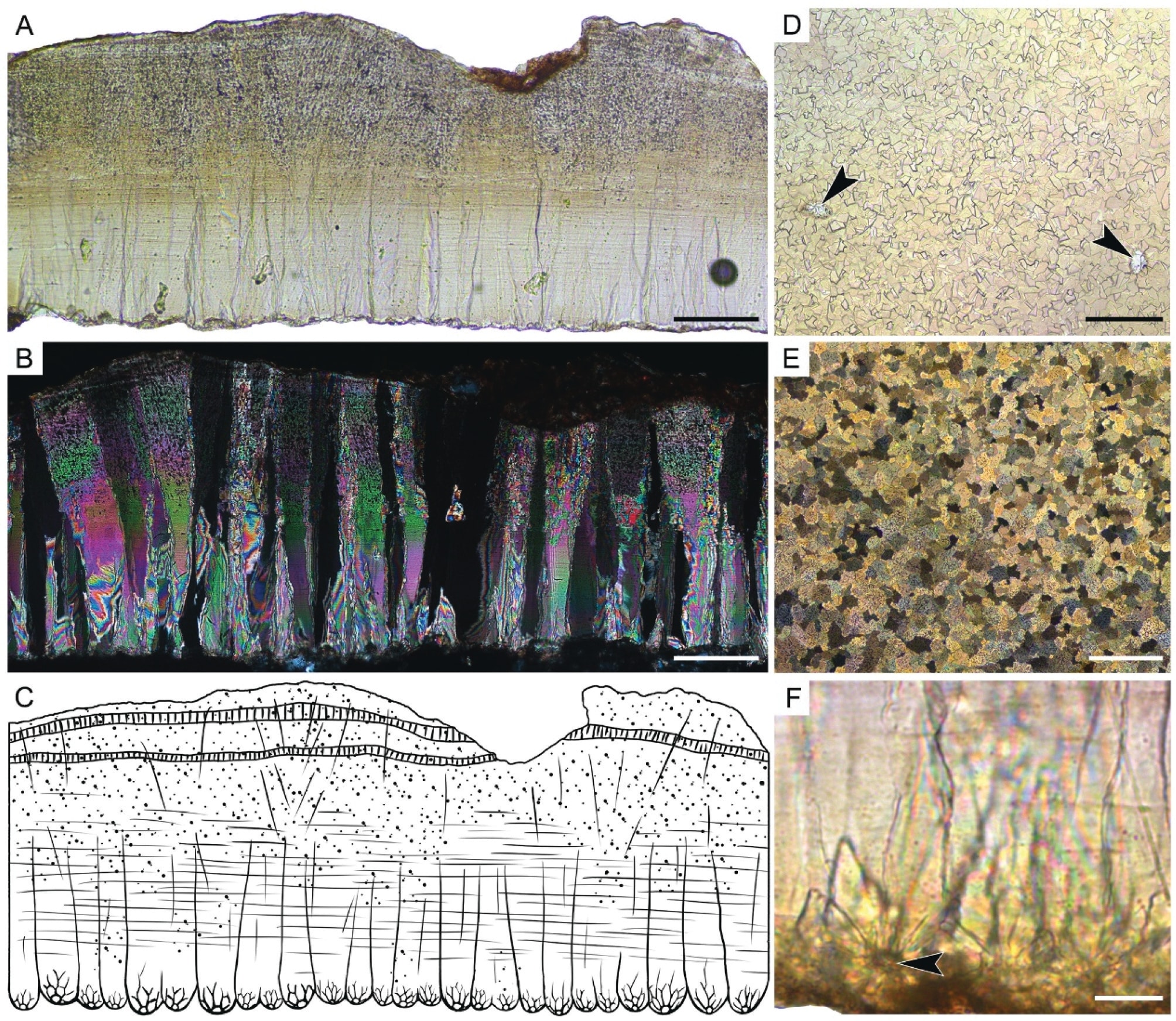 Микроструктура скорлупы яиц Minioolithus ganzhouensis. (A) Разрез при обычном освещении; (B) Разрез под кросс-поляризованным светом, демонстрирующий столбчатый рисунок внутренней структуры; (C) Линейный рисунок радиального разреза; (D) Разрез по касательной вблизи внутренней поверхности. Наконечники стрелок указывают на поры округлой формы; (E) Разрез по касательной у внешней поверхности под поляризованным светом, показывающий кристаллы кальцита; (F) Клиновидные кристаллы кальцита и центр нуклеации (черный наконечник стрелки) / © Historical Biology, Rui Wu et al.