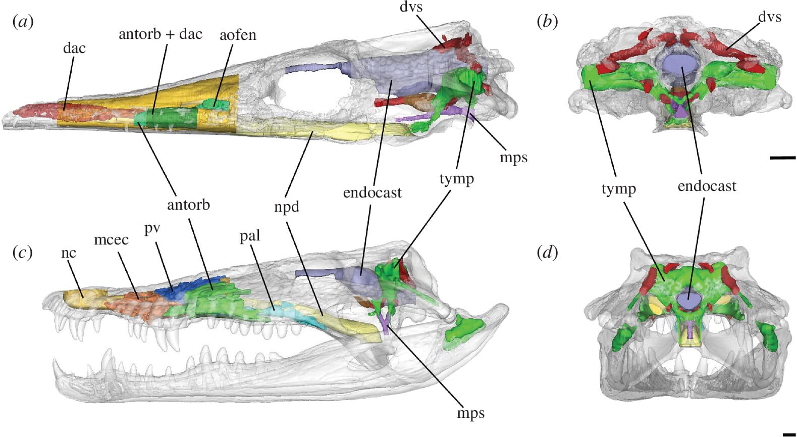 Прозрачные черепа (a,b) Pelagosaurus typus и (c,d) Crocodylus rhombifer с изображением систем черепных пазух. Масштабные линейки — один миллиметр / ©️ Royal Society Open Science, Mark T. Young et al.