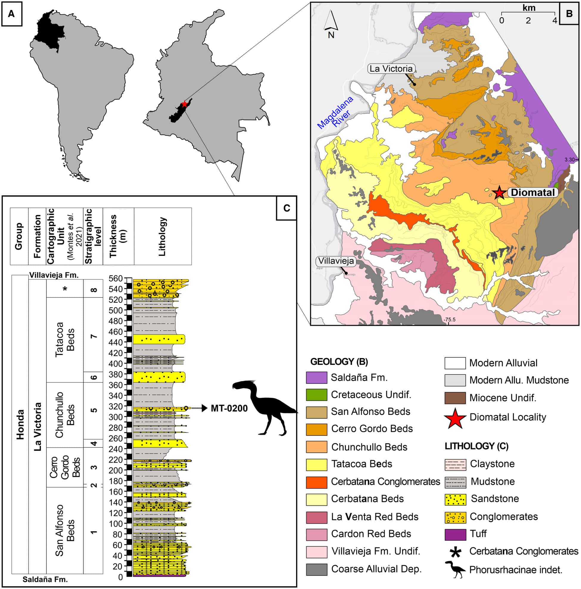 Географическое и стратиграфическое положение находки Phorusrhacinae indet. A) Карты Южной Америки и Колумбии с указанием пустыни Татакоа. B) Геологическая карта с указанием местонахождения Диоматаль. C) Стратиграфия, иллюстрирующая происхождение найденной кости / © Papers in Palaeontology, Federico J. Degrange et al.