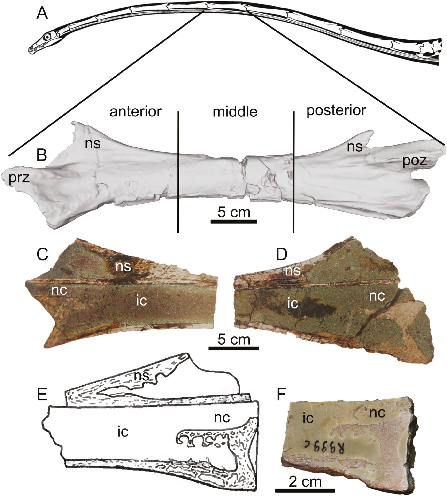 Реконструкция шеи Tanystropheus hydroides (A) и другие образцы позвонков Tanystropheus spp. (B-D) и Tanystropheus conspicuus (E, F) / © Zoological Journal of the Linnean Society, Adam Rytel et al.