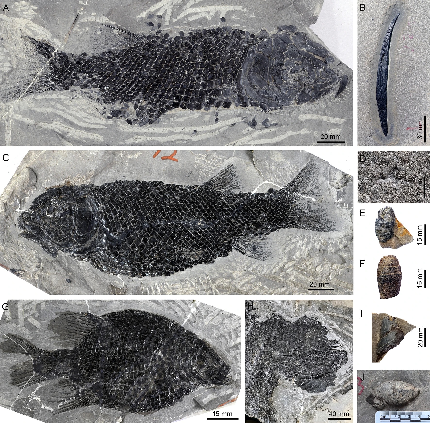 Лучеперые рыбы и гибодонты из биоты Юйчжоу / © Scientific Reports, Ting-Cong Ren et al.