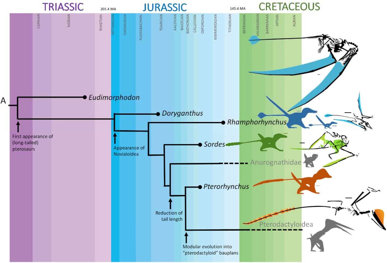 У ранних длиннохвостых нептеродактилоидных птерозавров были разнообразные хвостовые лопасти, но они исчезли у поздних видов короткохвостых птеродактилоидов. Синий — Rhamphorhynchus muensteri. Зеленый — Sordes pilosus. Оранжевый — Pterorhynchus wellnhoferi. Масштабные линейки — 3 сантиметра / © bioRxiv, Natalia Jagielska et al.